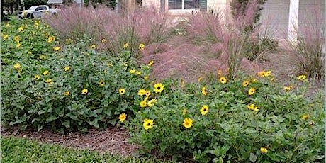 Drought Tolerant Plants for Local Landscapes