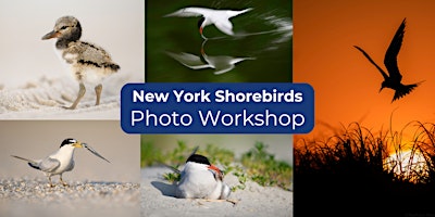 Immagine principale di New York Shorebird Photo Workshop 