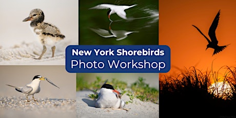 New York Shorebird Photo Workshop