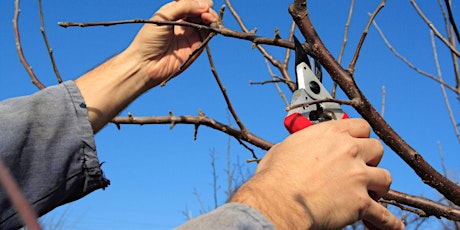 Image principale de Pruning Trees and Shrubs