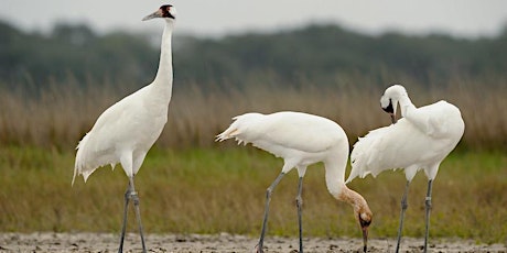 Dinner on the Bluff: "Whooping Cranes in the Eastern Migratory Population" primary image