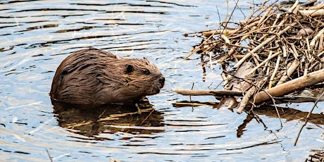 Hauptbild für Dinner on the Bluff: "Beavers: the Animal, the Myth, the Legend"