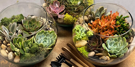 Image principale de Succulent Terrarium Design Class
