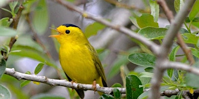 Primaire afbeelding van Spring Migration at Point Reyes