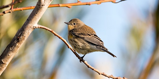 Imagen principal de Class: Birding