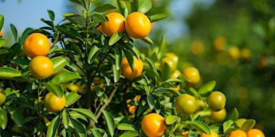 Imagem principal de Class: Knowing, Growing, and Propagating Citrus
