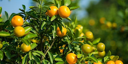 Imagem principal do evento Class: Knowing, Growing, and Propagating Citrus