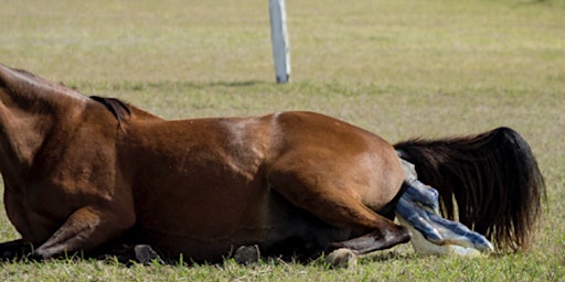 Imagen principal de Birth Trauma in Foals and Asymmetry