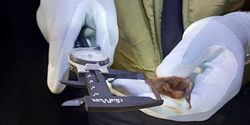 Imagem principal do evento Bat Handling, Hand Netting & Endoscope Use
