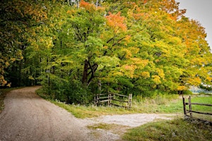 Imagen principal de Fall Forest Bathing: shinrin-yoku