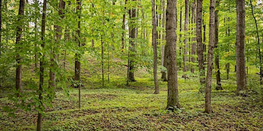 Hauptbild für Summer Forest Bathing: shinrin-yoku