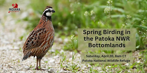 Hauptbild für Spring Birding in the Patoka NWR Bottomlands