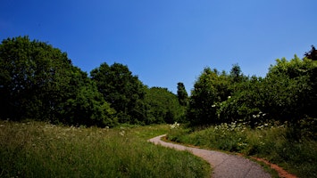 Less Walk More Talk - A Gentle Foraging Walk primary image