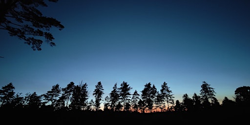 Nightjar experience on the Surrey Heaths  primärbild