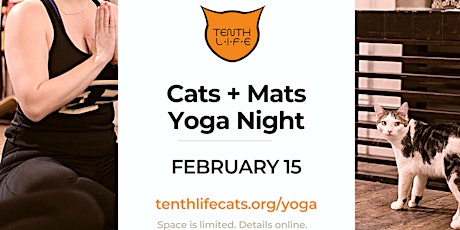 Primaire afbeelding van Cats N' Mats Yoga Night -  February 2024