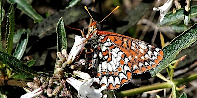 Imagem principal do evento Butterflies for Beginners