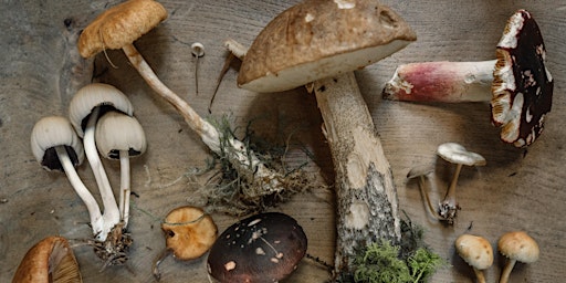 Image principale de Shroomies: All the Things!