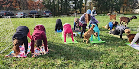 Yoga with Goats