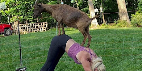 Yoga with Goats
