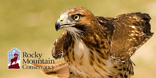 Rocky Mountain Raptors primary image