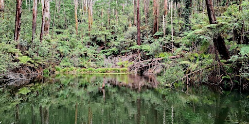 Imagem principal do evento Dandenong Ranges Circuit  Half Day Hike on the 18th of May, 2024