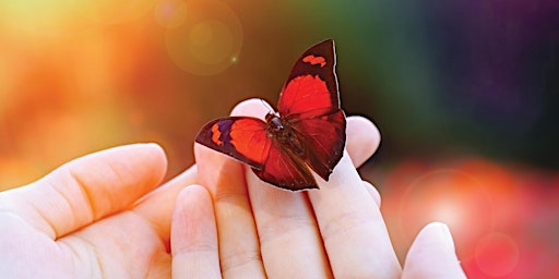 Butterfly Release - May 30th, 2024 primary image