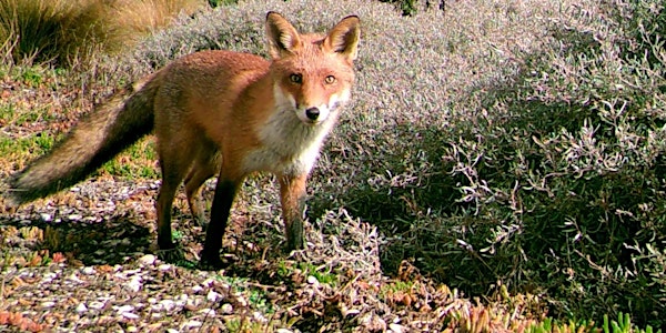 Fox and rabbit control information session