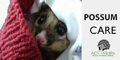 Basic Possum Care primary image