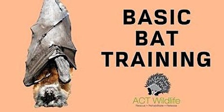Imagen principal de Basic Bat Training