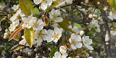 Urban Foraging 101-6