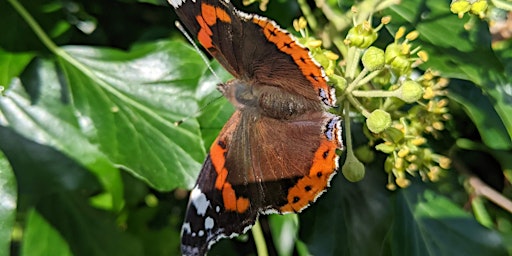 Wildlife Gardening  primärbild