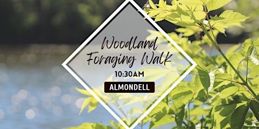 Hauptbild für Woodland Foraging Walk