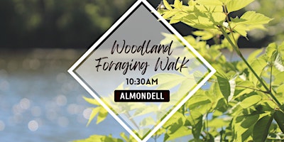 Imagen principal de Woodland Foraging Walk