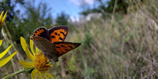 Guided Walk : Wildlife Wonder in the Heart of England Forest at Honeybourne