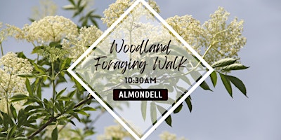 Primaire afbeelding van Woodland Foraging Walk