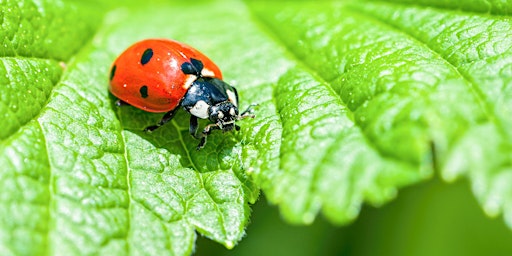 Guided Walk : Insect Safari in the Heart of England Forest primary image