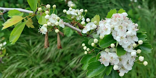 Imagem principal do evento Foraging, Ethnobotany and Plant ID walk