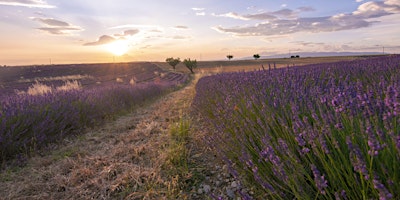 Temecula Valley Hospital — Behavioral Health Support: Wellness Series primary image