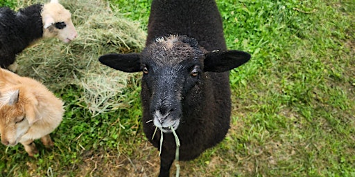 Primaire afbeelding van Hooves and Needles