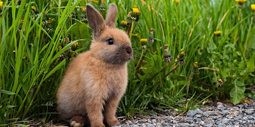 Primaire afbeelding van Bunny Tales at Barnwell Road Library