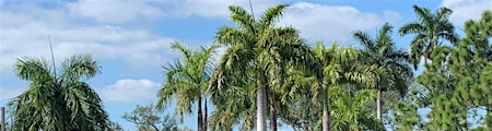Imagen principal de South Florida Arboriculture and Landscapes Webinar Series -  08/15/2024