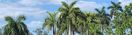 Hauptbild für South Florida Arboriculture and Landscapes Webinar Series -  08/15/2024