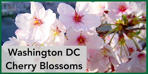 Bring a Camera & Capture Cherry Blossoms & Spring Blooms, A Day in DC! primary image