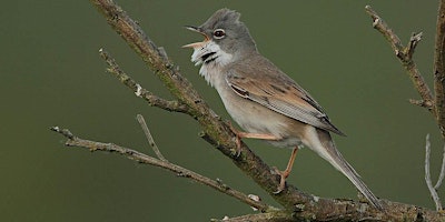 Image principale de Birdwatching and birdsong course
