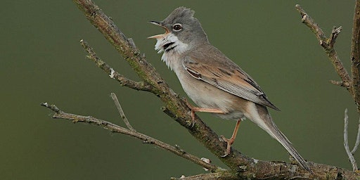 Primaire afbeelding van Birdwatching and birdsong course