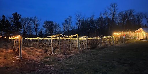 2nd annual Lighting of the vines