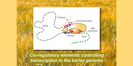 IBH Seminar: Cis-regulatory elements controlling transcription in barley primary image