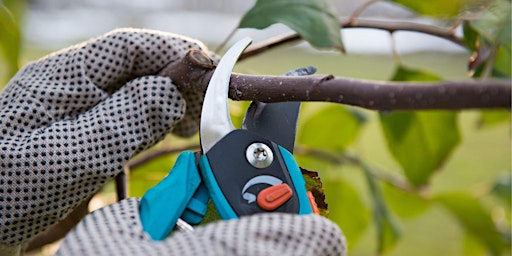 Primaire afbeelding van Pruning II: Advanced Pruning Techniques