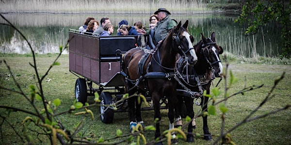 Tocht paard en wagen: herfstpracht en bronsttijd (volgeboekt)