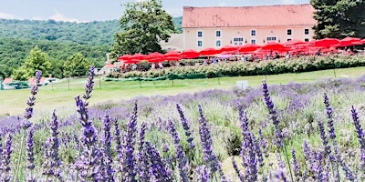 Primaire afbeelding van Maryland Lavender Festival at Springfield Manor SATURDAY June 22